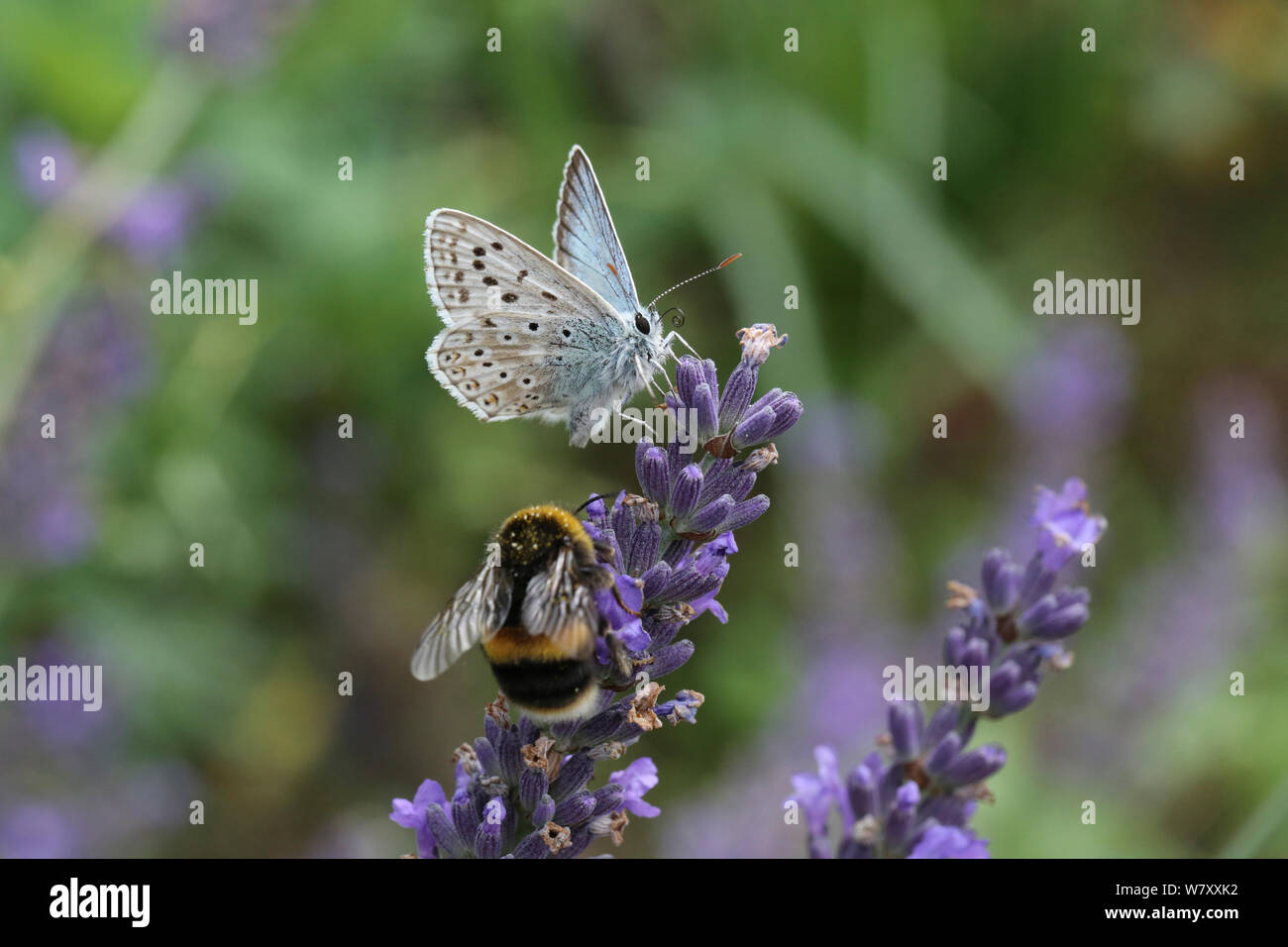 Chalk-hill blue butterfly (Lysandra coridon) and Bumblebee (Bombus sp) feeding on lavender flowers, Surrey, England, August. Stock Photo