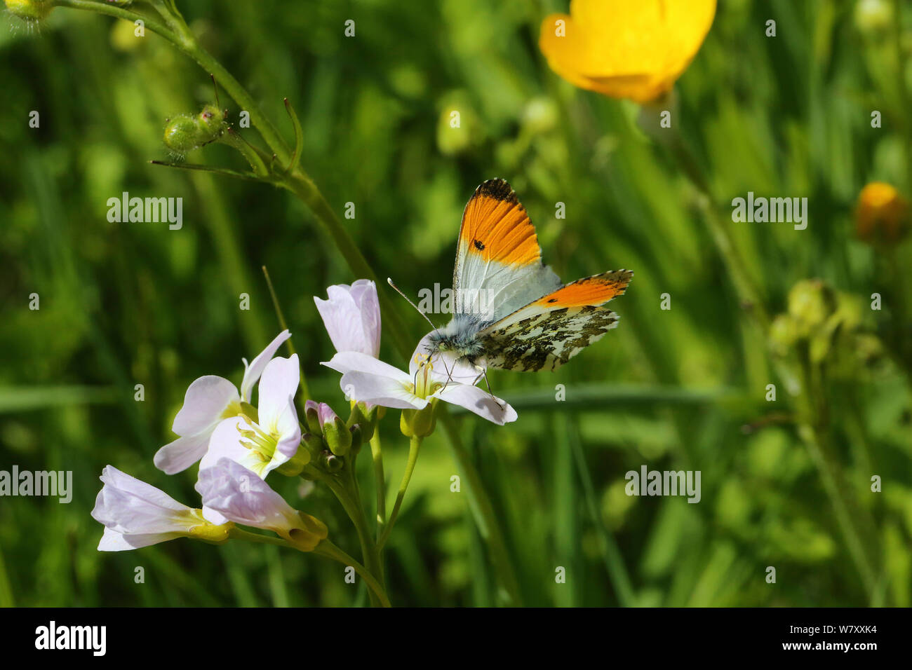 Orange-tip butterfly (Anthocharis cardamines) male feeding from Cuckoo flower (Cardamine pratensis). Wales, UK, June. Stock Photo