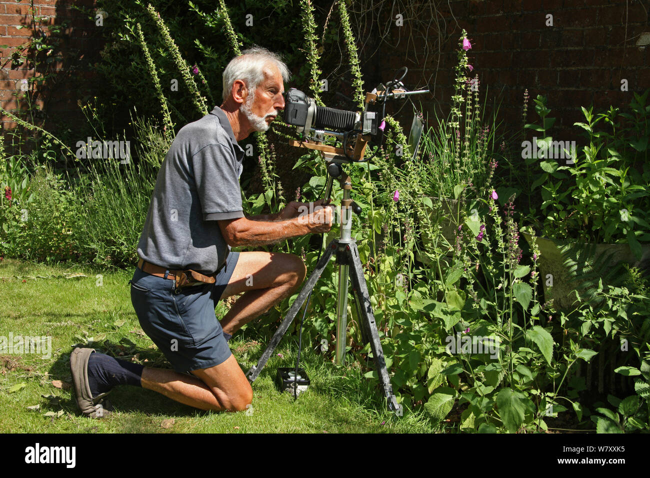 Photographer Kim Taylor using homemade camera and flash equipment for close-up photography in garden, July 2013. Stock Photo