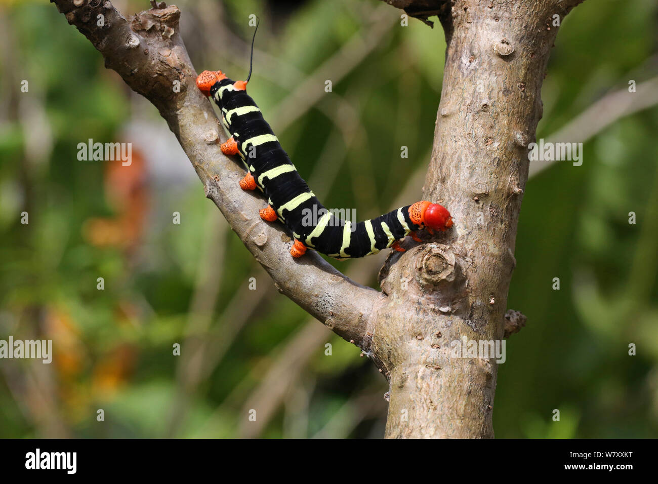 Giant Grey Sphinx Moth Pseudosphinx Tetrio Caterpillar On Frangipani Branch Tobago West 