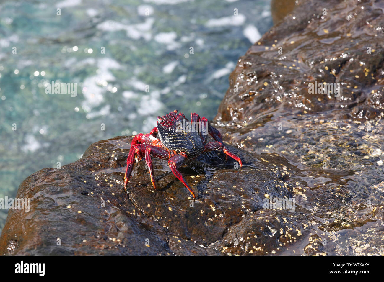 Red rock crab (Grapsus adscensionis) on rock, La Palma, Canary Islands. Stock Photo
