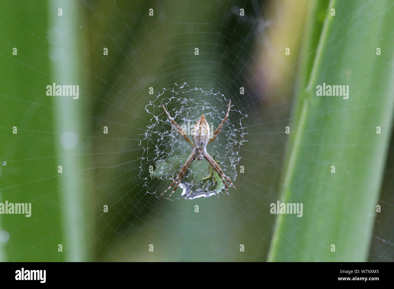 Silver argiope spider (Argiope argentata) juvenile with raindrop trapped in its stabilimentum. Tobago, West Indies. Stock Photo