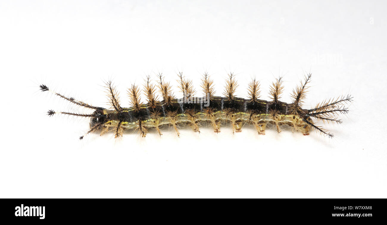 Stinging caterpillar (Lepidoptera, unidentified species) Tobago, West Indies. Stock Photo