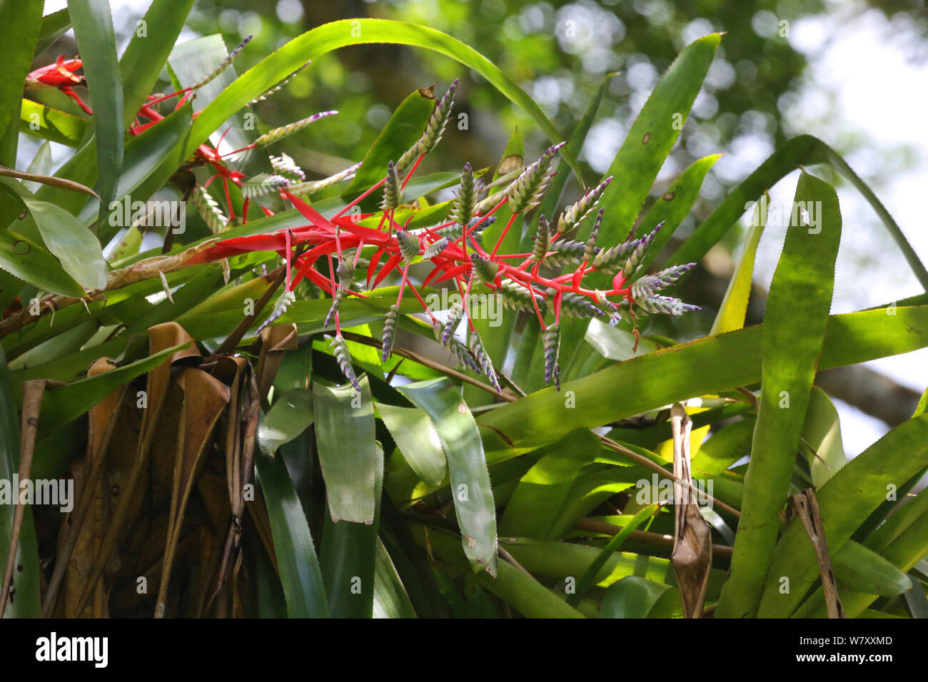 Bromeliad (Aechmea dichlamydia) flowering. Tobago, West Indies. Stock Photo