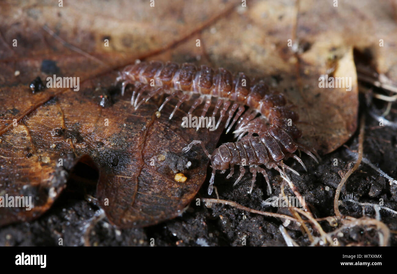 Millipede (Polydesmus complanatus) amongst leaf litter. Surrey, England, April. Stock Photo