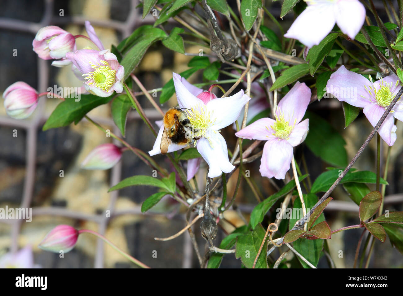 Clematis (Clematis montana) with Bumblebee (Bombus sp) Surrey, England, April. Stock Photo