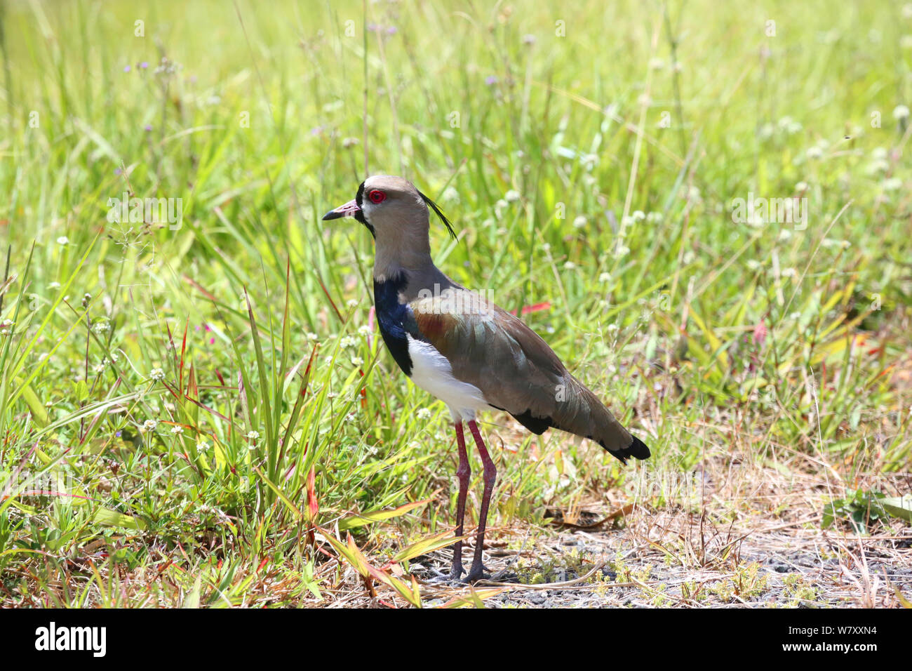 Southern lapwing (Vanellus chilensis) Tobago, West Indies. Stock Photo