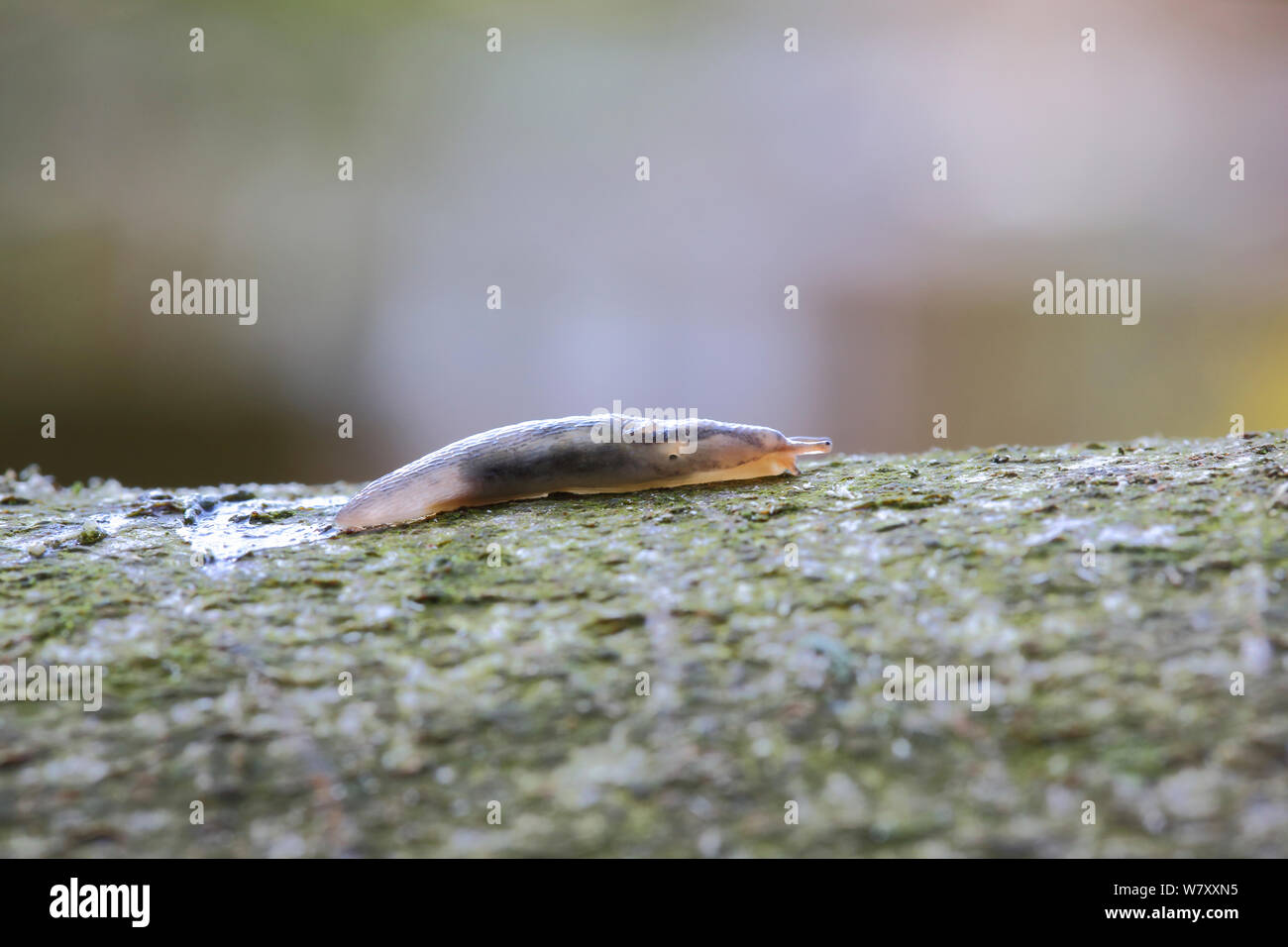 Chestnut slug (Deroceras invadens) leaving trail of slime on branch. Surrey, England, April. Stock Photo