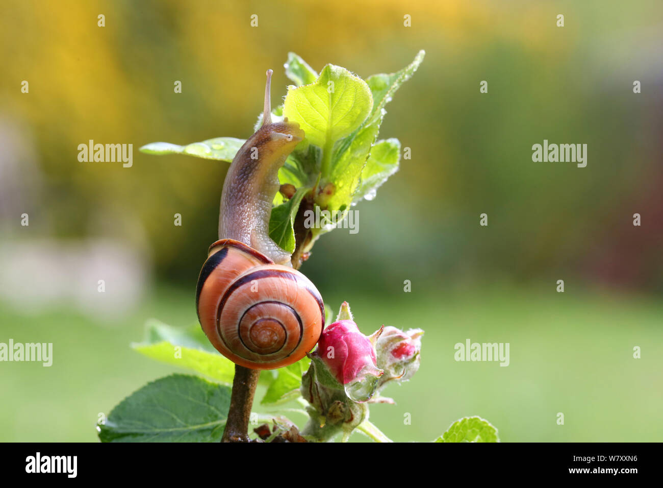 Brown-lipped banded snail (Cepaea nemoralis) in apple tree. Surrey, England, April. Stock Photo