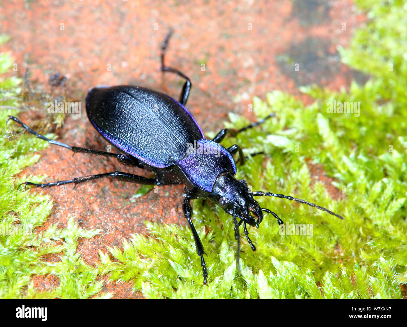 Violet ground beetle (Carabus violaceus) Surrey, England, April. Stock Photo