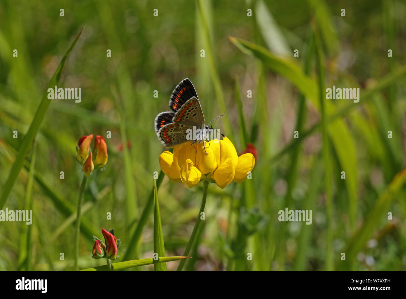 Brown argus butterfly (Aricia agestis) on Bird&#39;s-foot-trefoil (Lotus corniculatus), France, July. Stock Photo