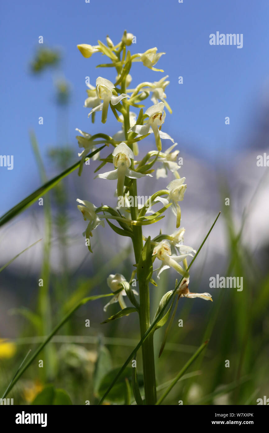 Greater butterfly orchid (Platanthera chlorantha) in flower, France, July. Stock Photo