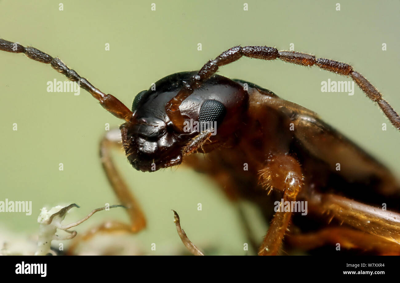 Common earwig (Forficula auricularia) female portrait. Surrey, England, November. Stock Photo