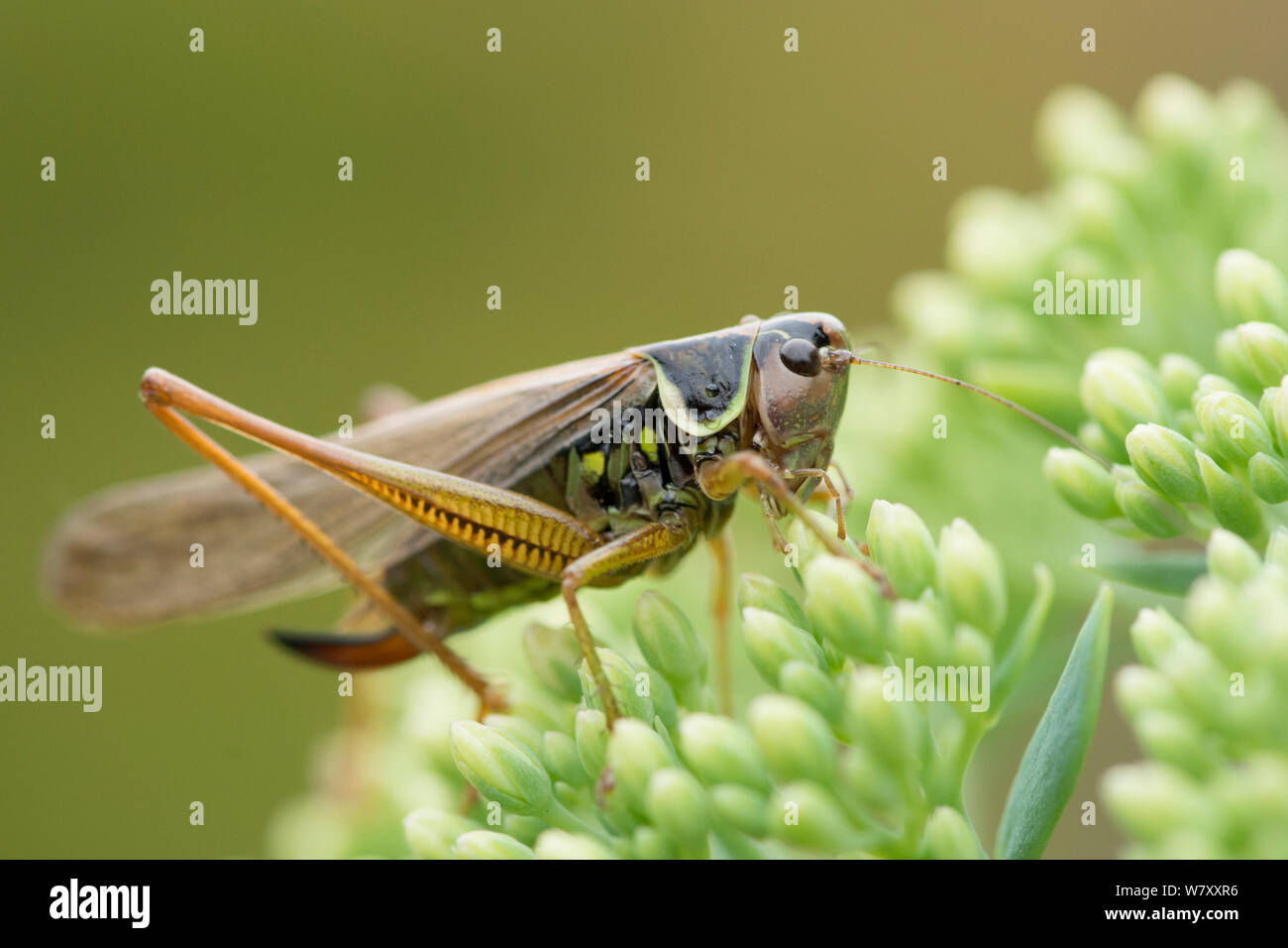 Roesel's Bushcricket, insect, cricket, Metrioptera roeselii, form