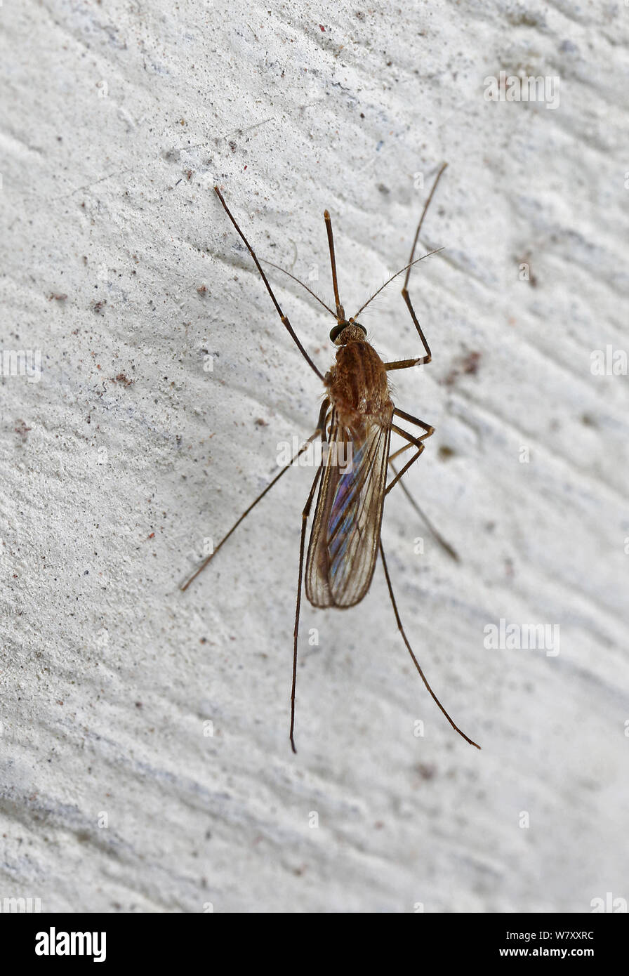 Mosquito (Culex pipiens) female hibernating on a cellar wall, Europe, February. Stock Photo