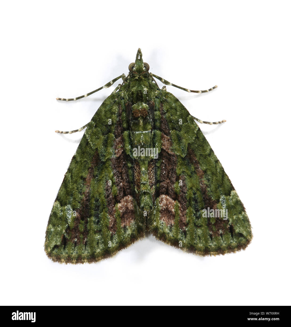Red-green carpet moth (Chloroclysta siterata) Surrey, England, November. Stock Photo