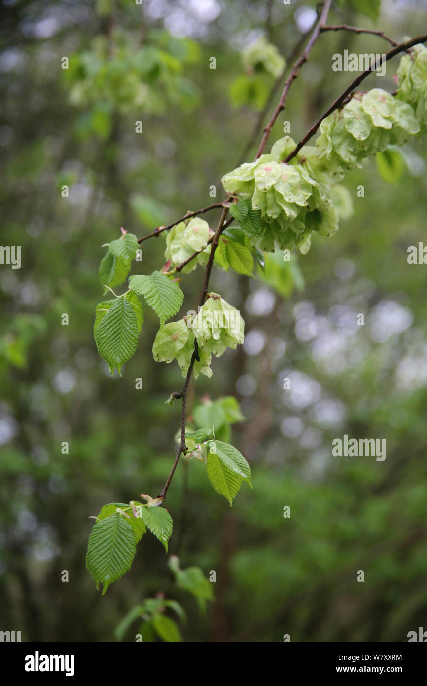 Developing Elm (Ulmus sp) seeds. Gloucestershire, England, April. Stock Photo