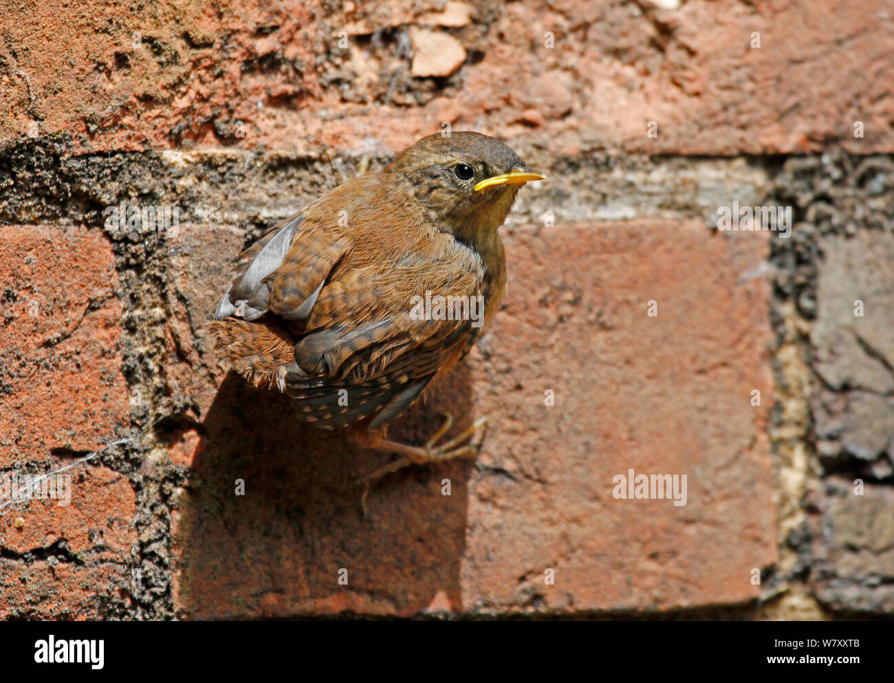 Wren (Troglodytes troglodytes) fledgling on brick wall. Surrey, England, June. Stock Photo