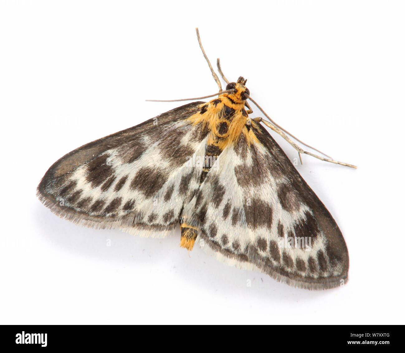 Small magpie moth (Eurrhypara hortulata) Surrey, England, May. Stock Photo