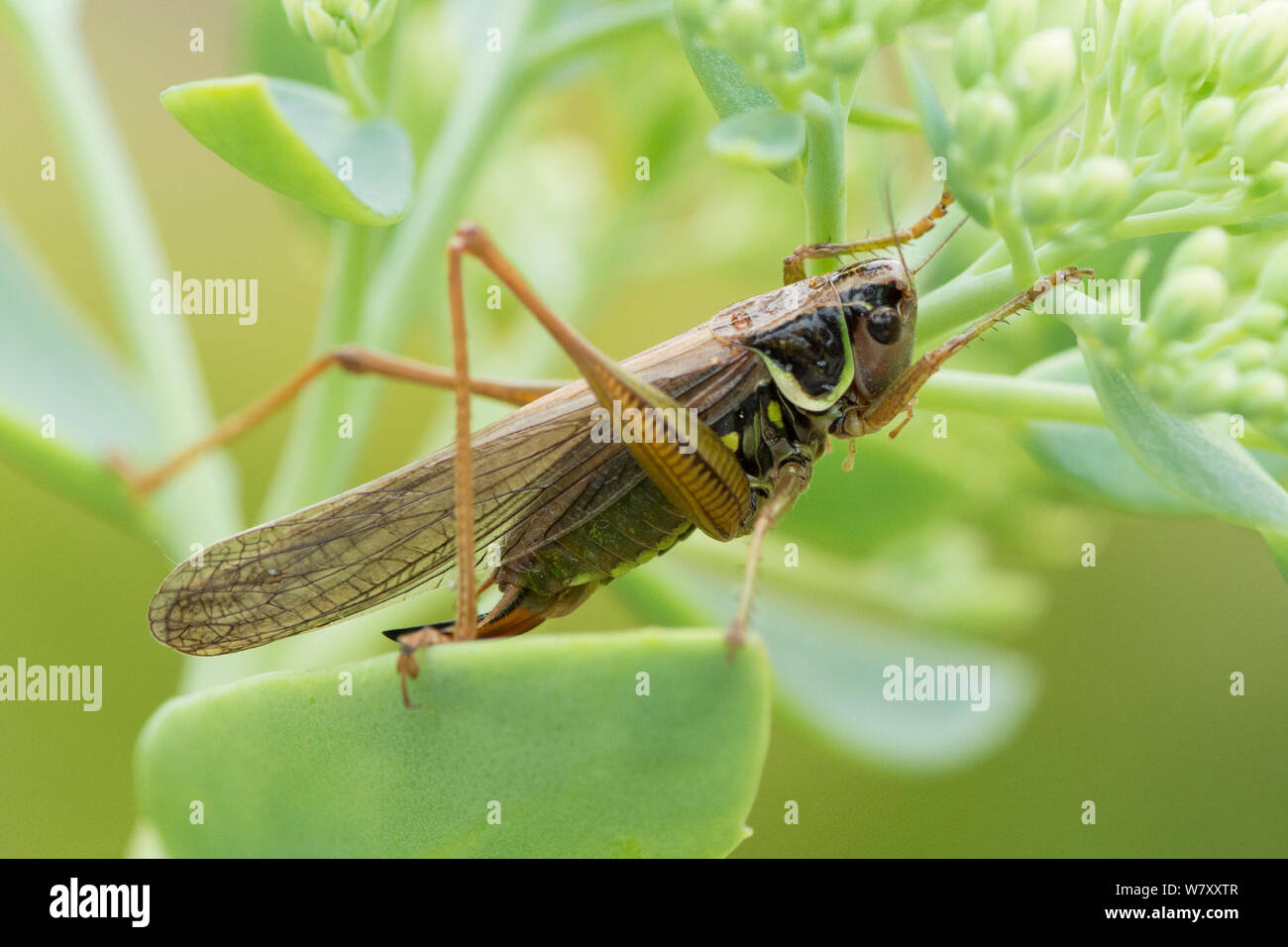 Roesel S Bush Cricket Insect Cricket Metrioptera Roeselii Form Diluta Fully Winged Form Sussex Uk July Stock Photo Alamy