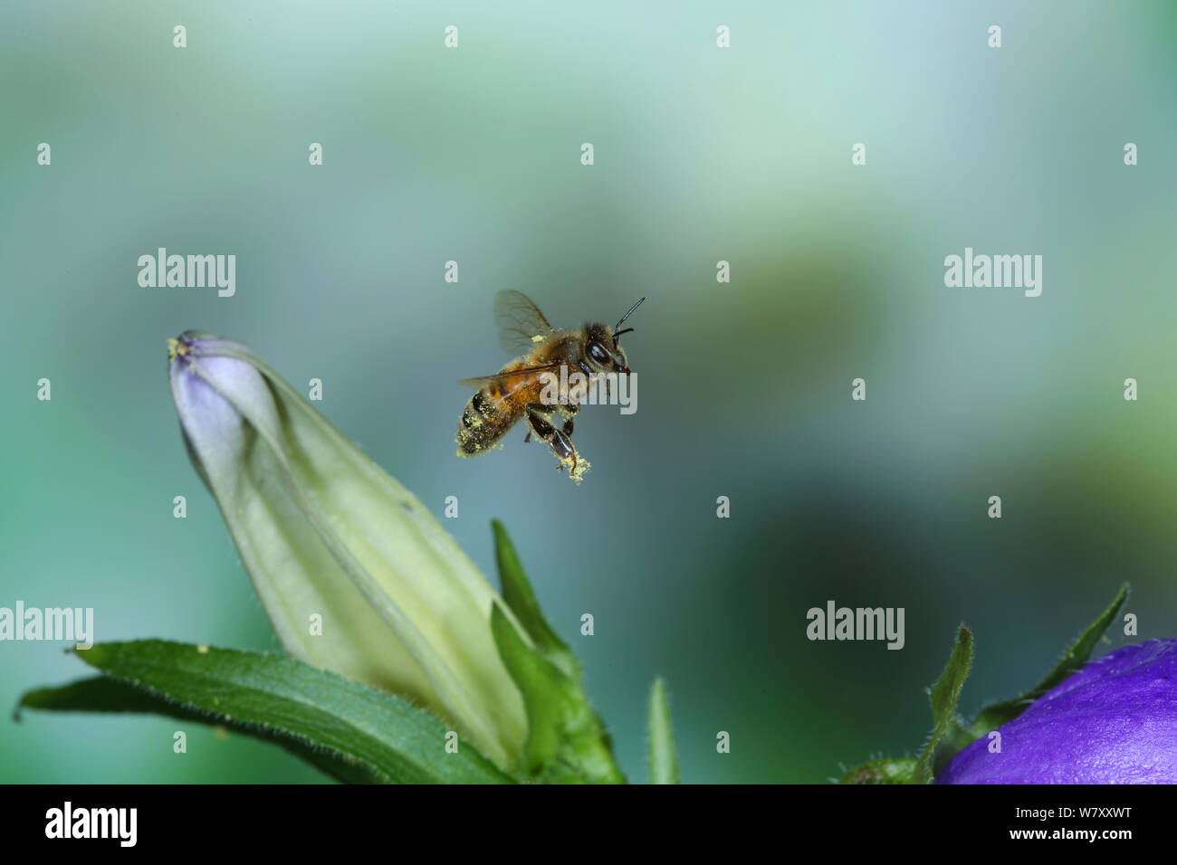 Honey bee (Apis mellifera) pollen-covered worker in flight next to Canterbury bell, Surrey, England, June. Stock Photo