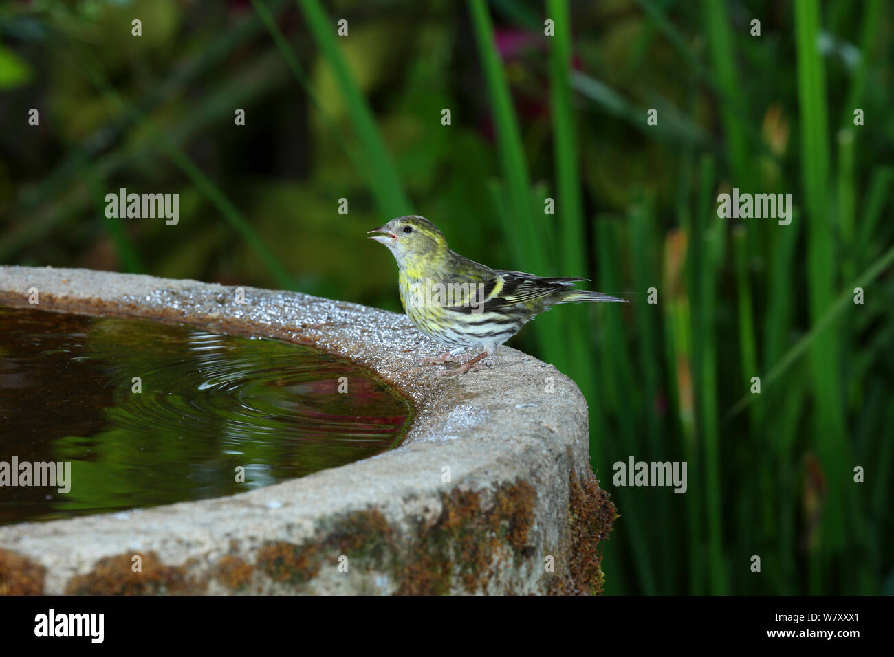 Siskin (Carduelis spinus) female drinking from birdbath. Surrey, England, June. Stock Photo