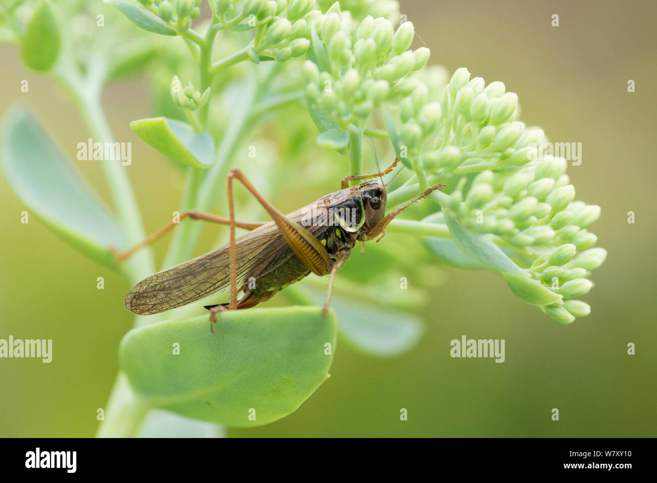 Roesel's Bushcricket, insect, cricket, Metrioptera roeselii, form