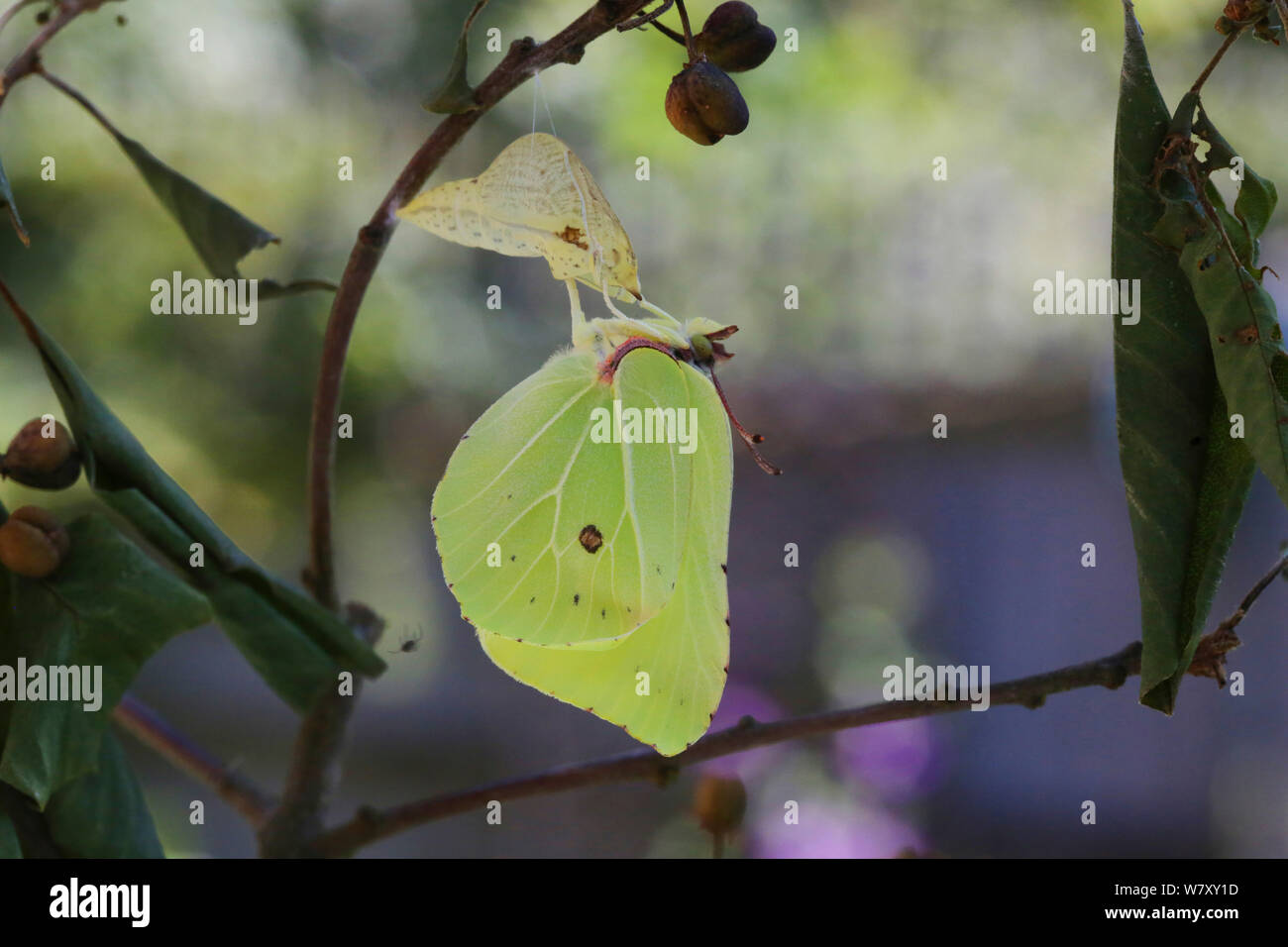 Brimstone butterfly (Gonepteryx rhamni) with wings almost fully expanded after after emerging from pupa, Surrey, England, July. Sequence 8 of 8. Stock Photo
