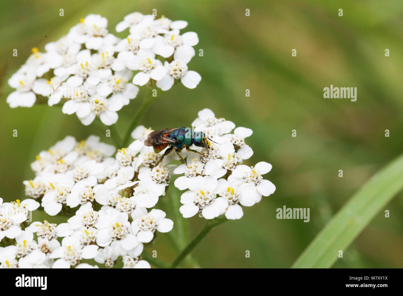 Ruby Tailed Wasp North Wales Wildlife Trust