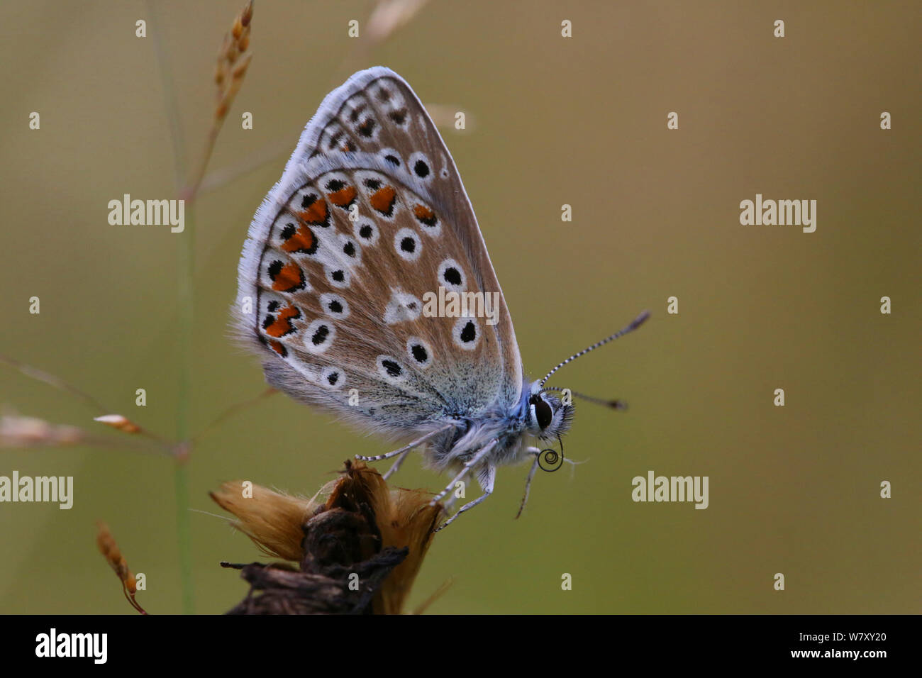 Common blue butterfly (Polyommatus icarus) uncoiling tongue, Surrey, England, July. Stock Photo