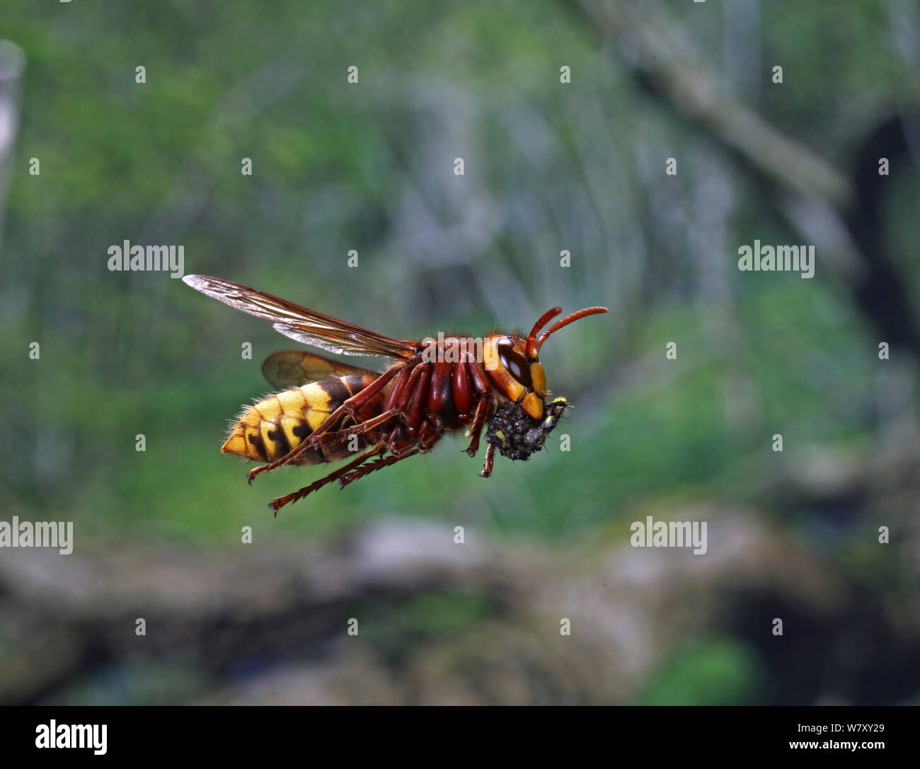 European hornet (Vespa crabro) worker in flight carrying masticated insect material to the nest. Surrey, England, August. Stock Photo