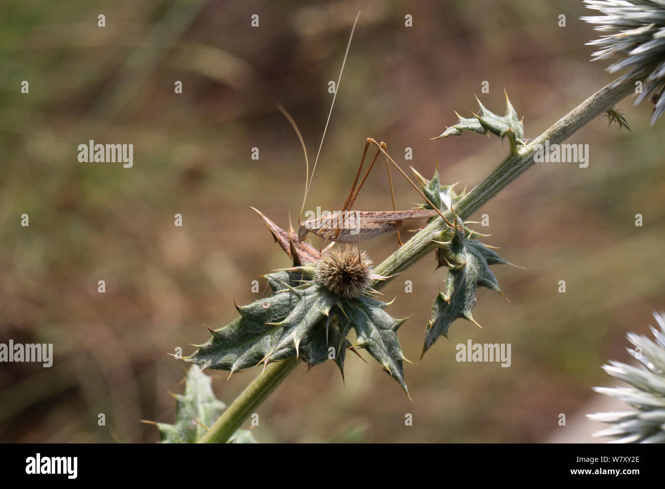 Bush cricket (Tylopsis lilifolia) Bulgaria, July. Stock Photo