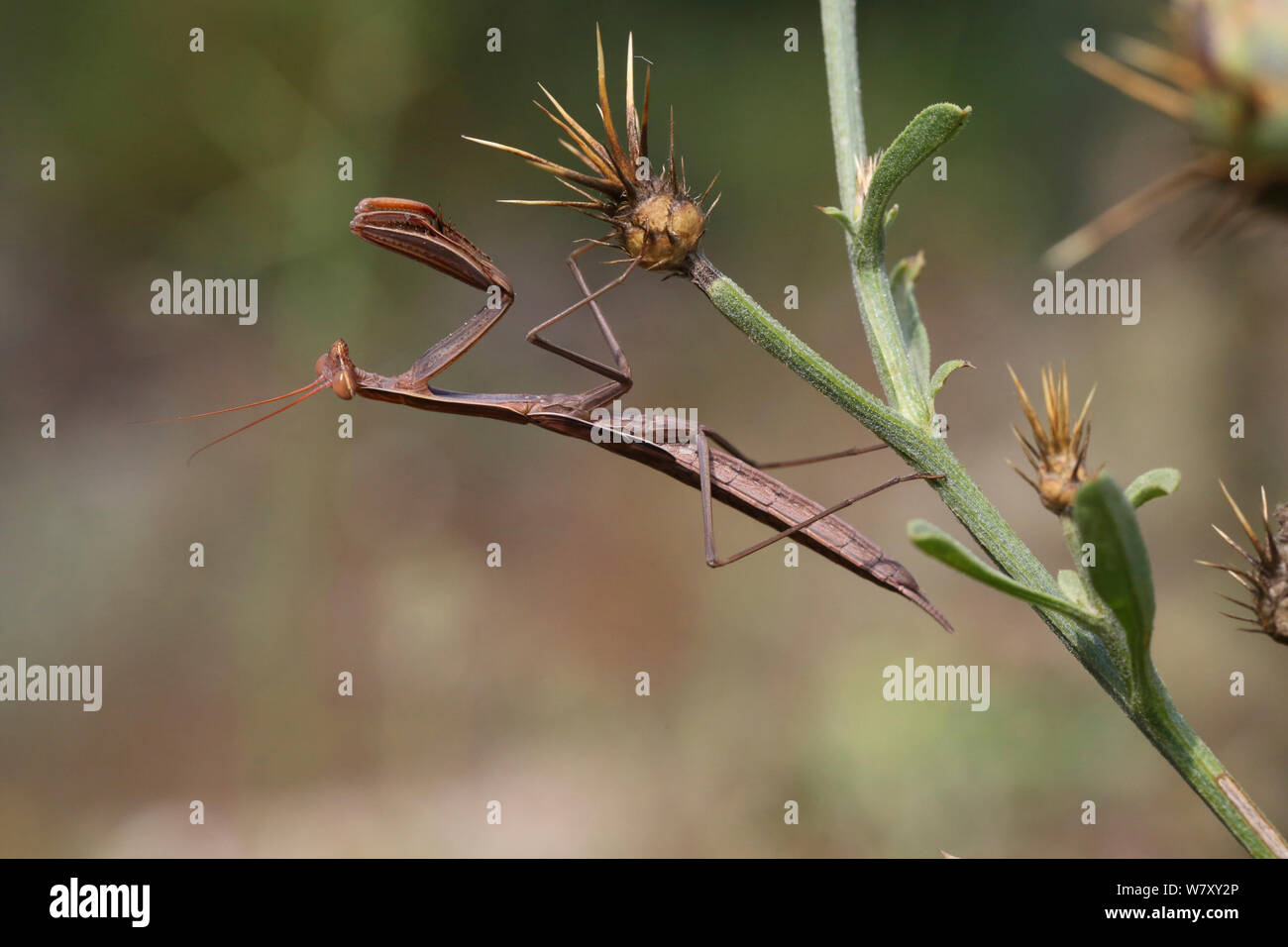 Dark mantis (Mantidae) Bulgaria, July. Stock Photo