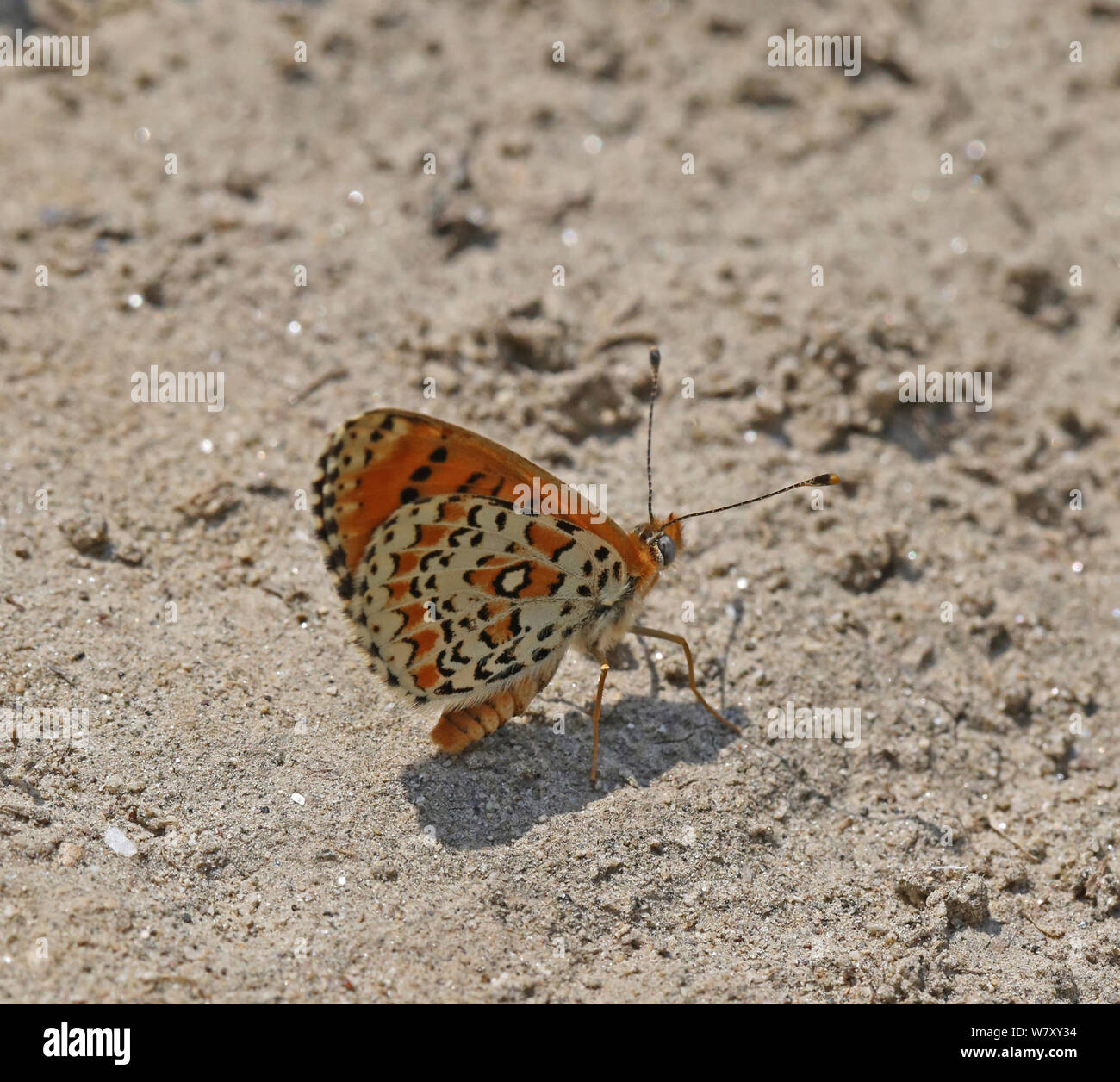 Knapweed fritillary (Melitaea phoebe) Bulgaria, July. Stock Photo