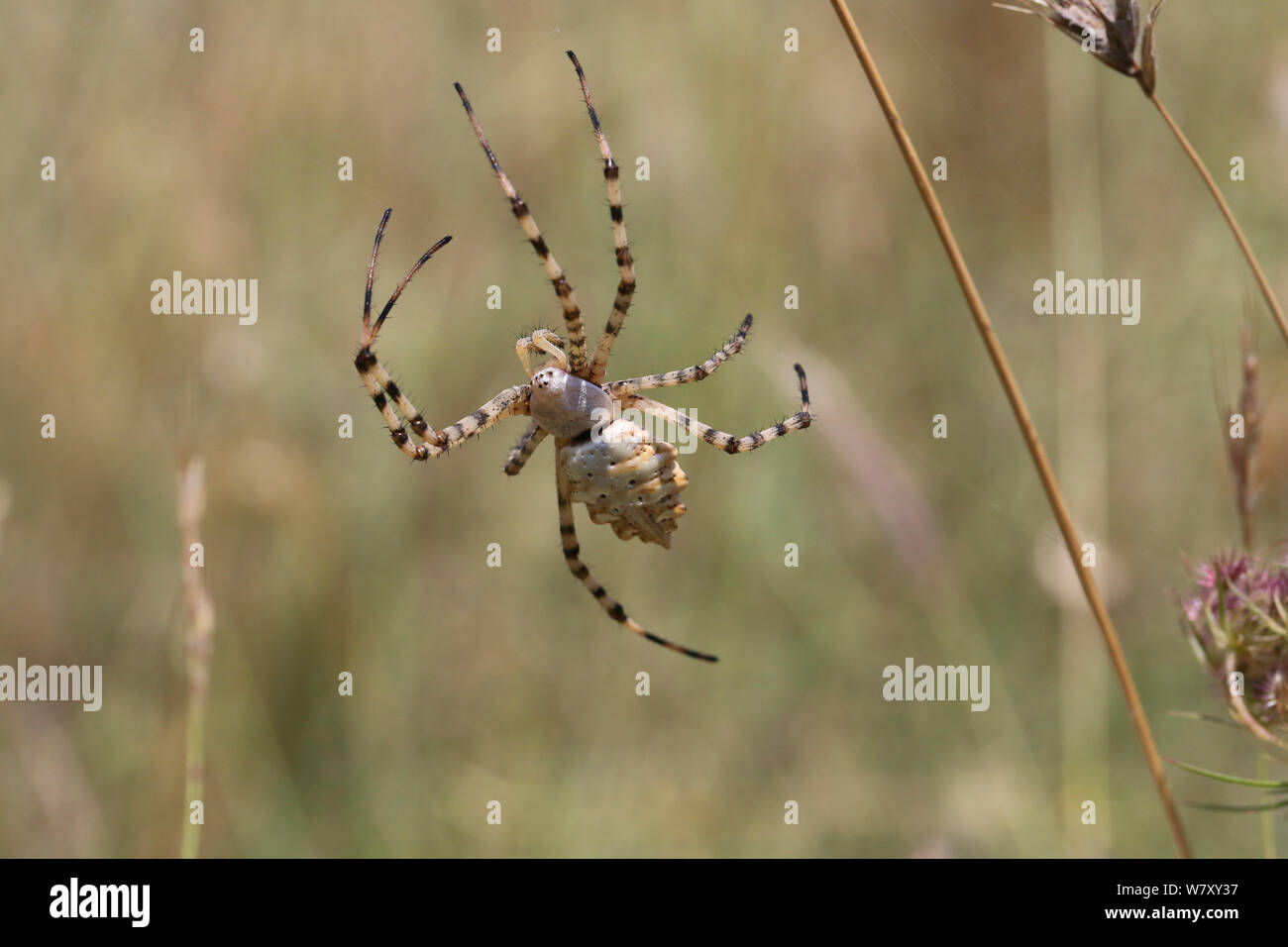 Lobed argiope spider (Argiope lobata) Bulgaria, July. Stock Photo