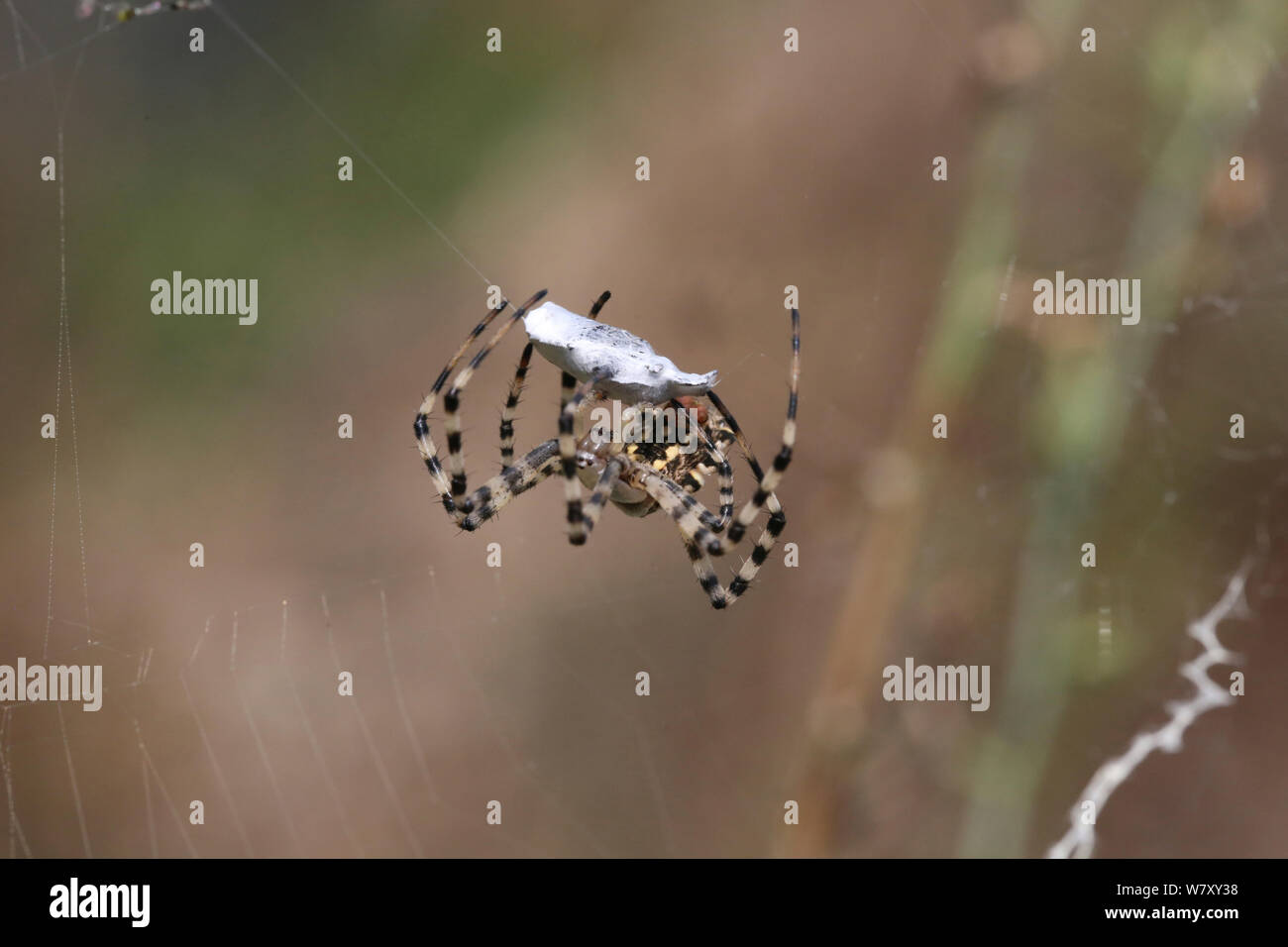 Lobed argiope spider (Argiope lobata) binding prey, Bulgaria, July. Stock Photo