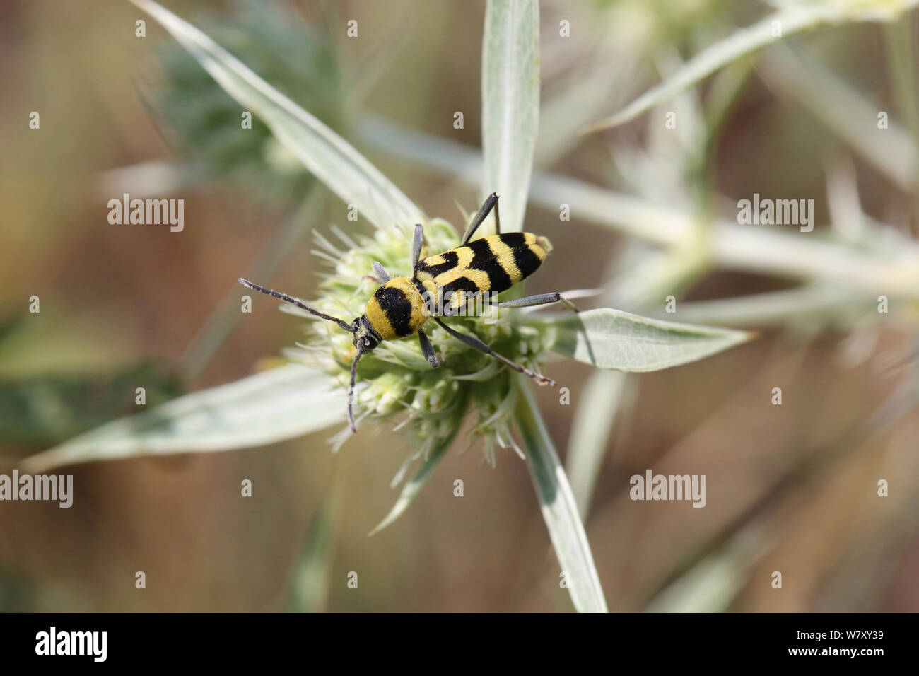 Longhorn beetle (Chlorophorus varius) on Field eryngo (Eryngium creticum) Bulgaria, July. Stock Photo