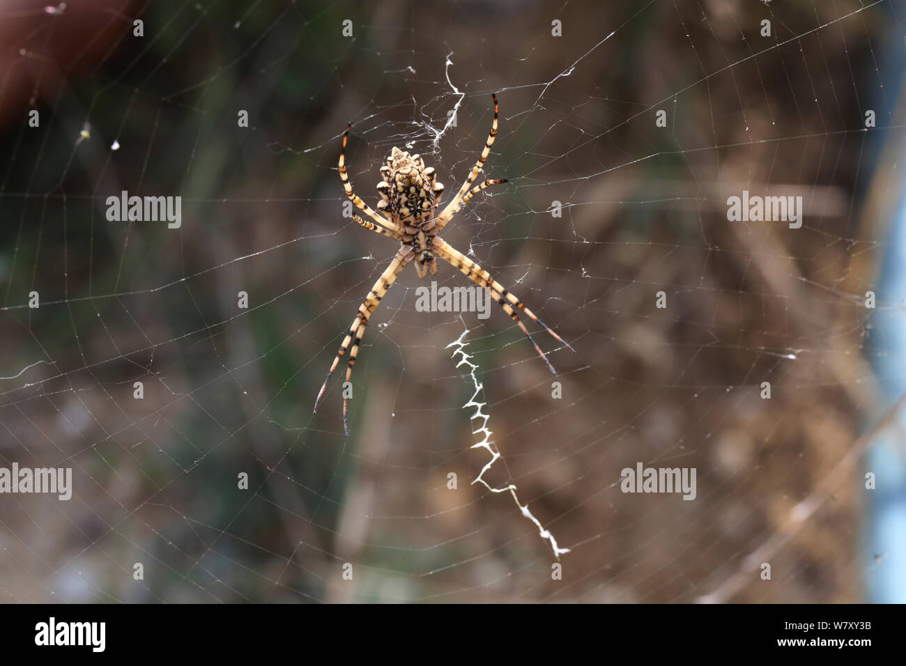 Lobed argiope spider (Argiope lobata) Bulgaria, July. Stock Photo