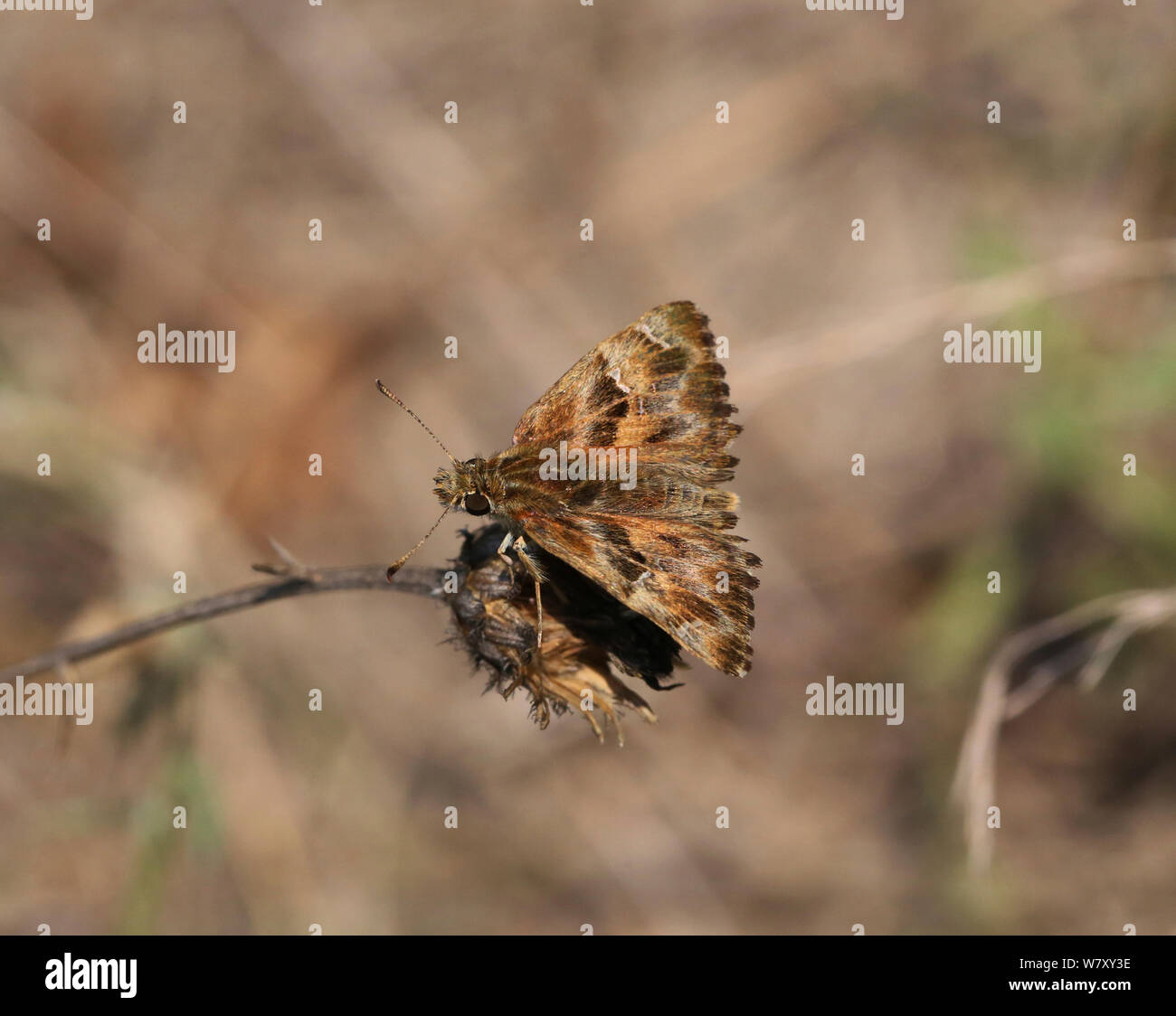 Marbled skipper (Carcharodus lavatherae) Bulgaria, July. Stock Photo