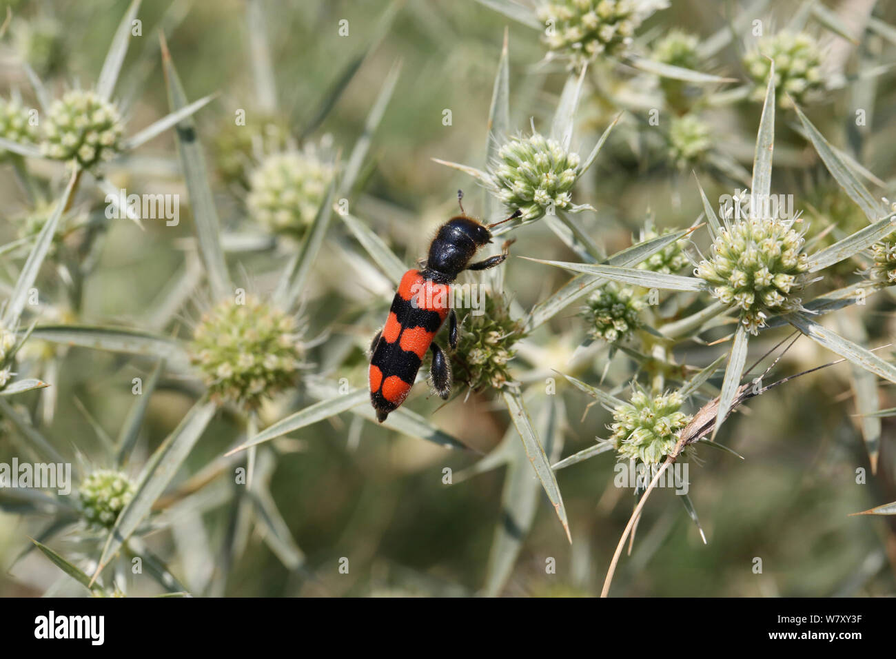 Bee parasite beetle (Trichodes crabroniformis) on Field eryngo (Eryngium creticum) Bulgaria, July. Stock Photo