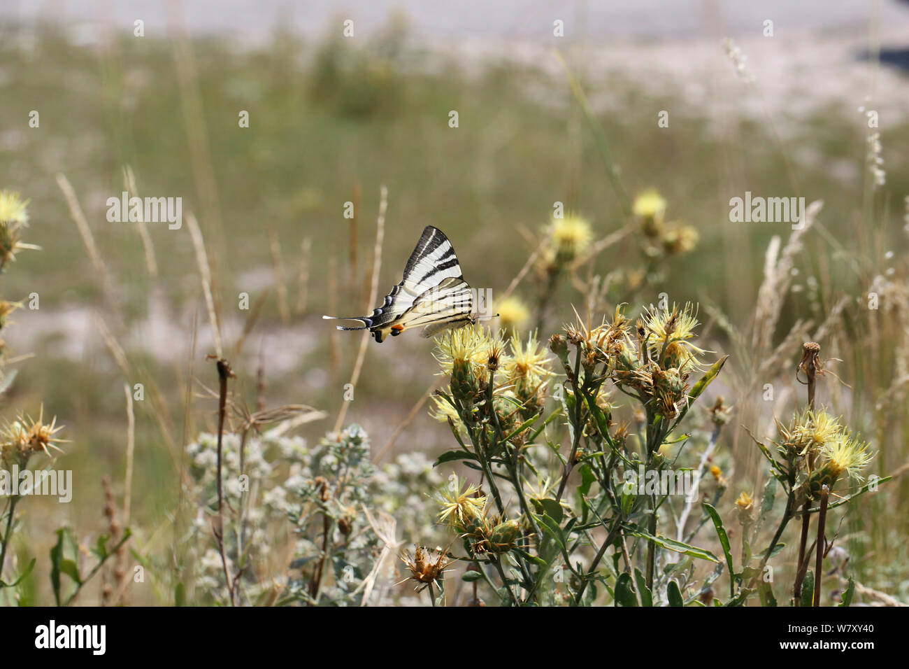 Scarce swallowtail butterfly (Iphiclides podalirius) on Yellow thistle (Centaurea sp) Bulgaria, July. Stock Photo