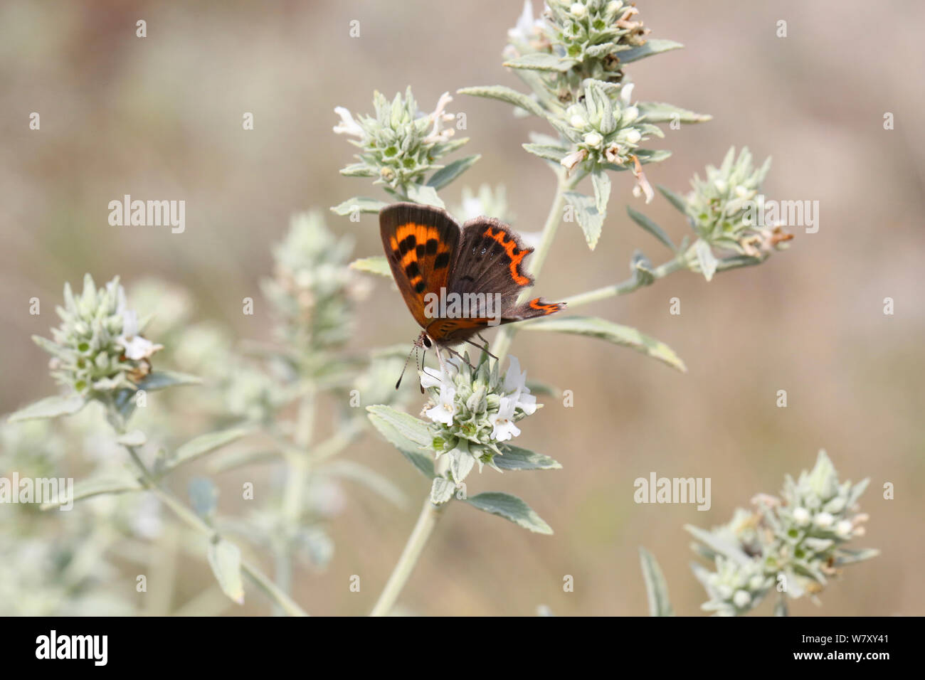 Small copper butterfly (Lycaena phlaeas) on Horehound (Marrubium peregrinum) Bulgaria, July. Stock Photo