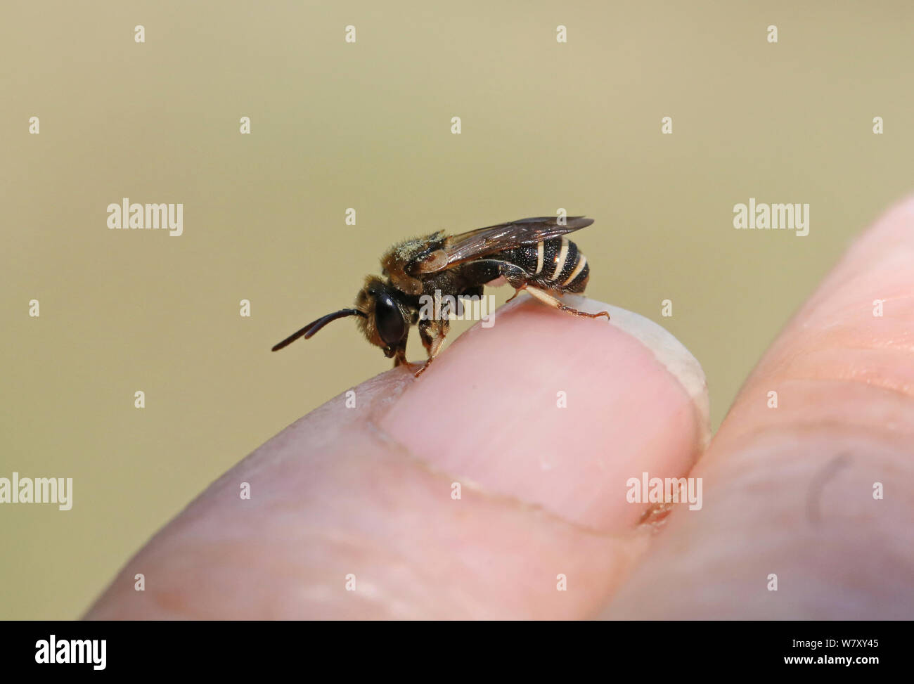 Solitary bee (Apoidea) drinking sweat from photographer&#39;s finger, Bulgaria, July. Stock Photo