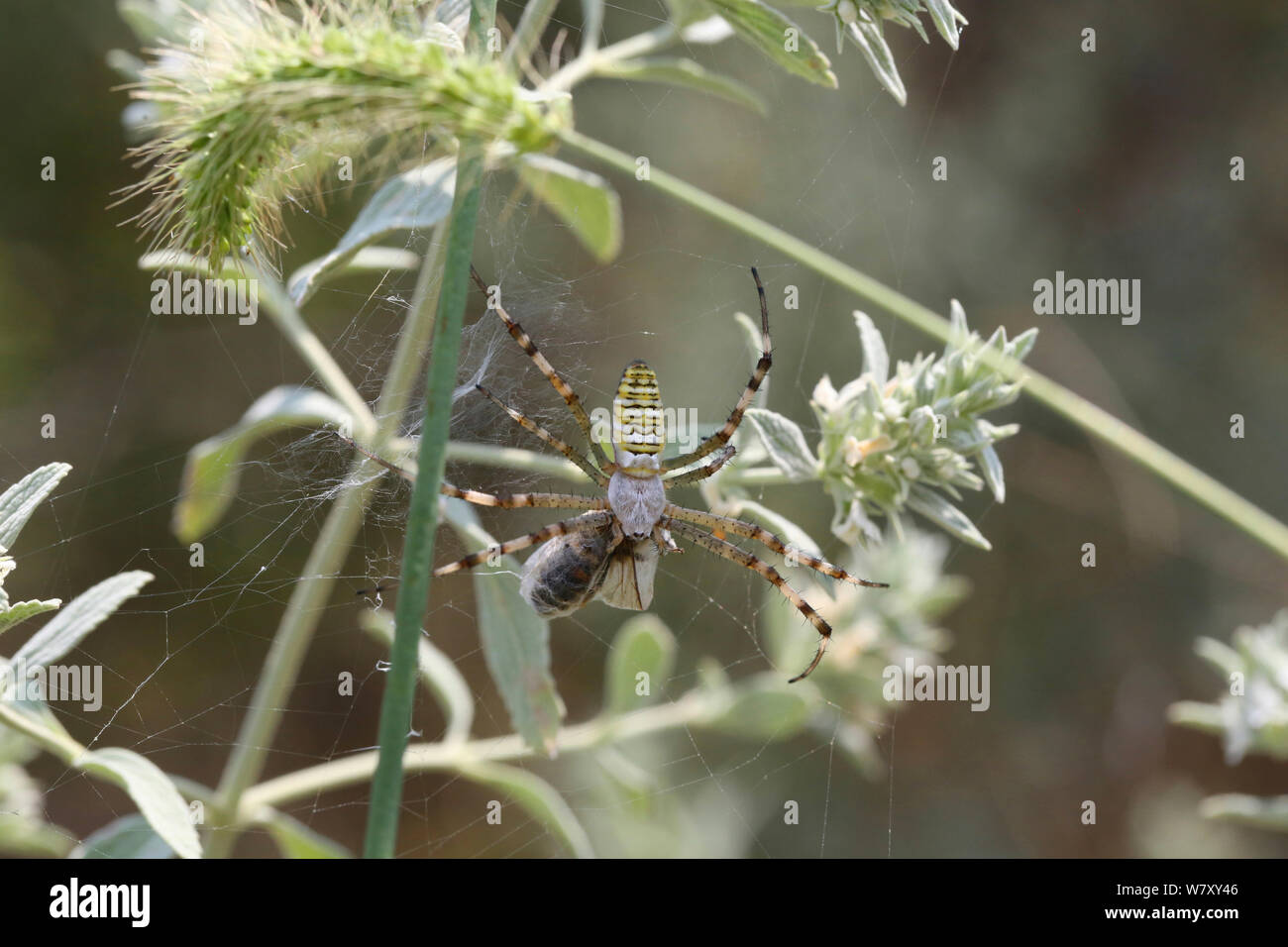 Wasp spider (Argiope bruennichi) with prey, Bulgaria, July. Stock Photo