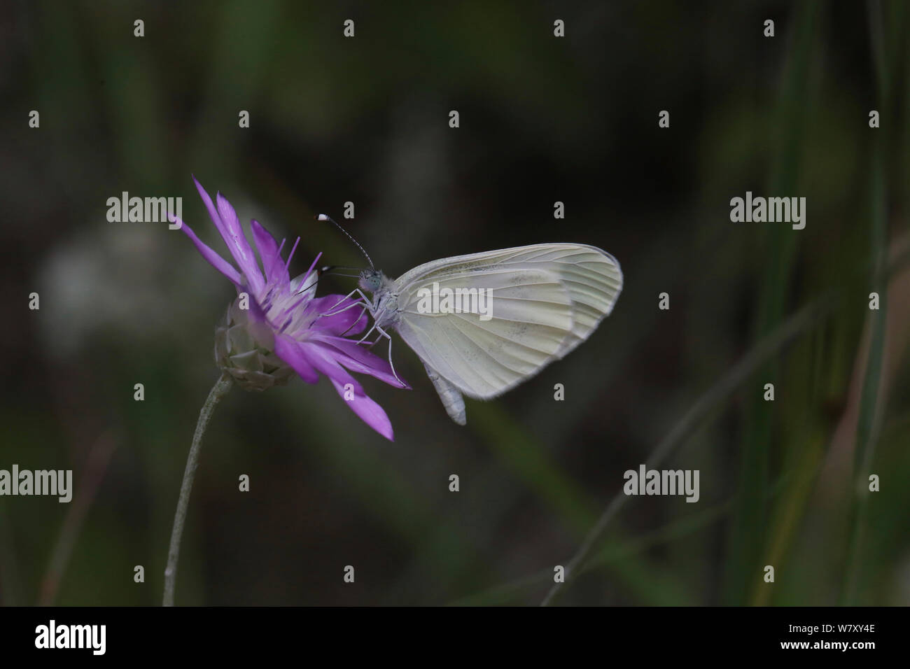 Wood white butterfly (Leptidea sinapis) Bulgaria, July. Stock Photo