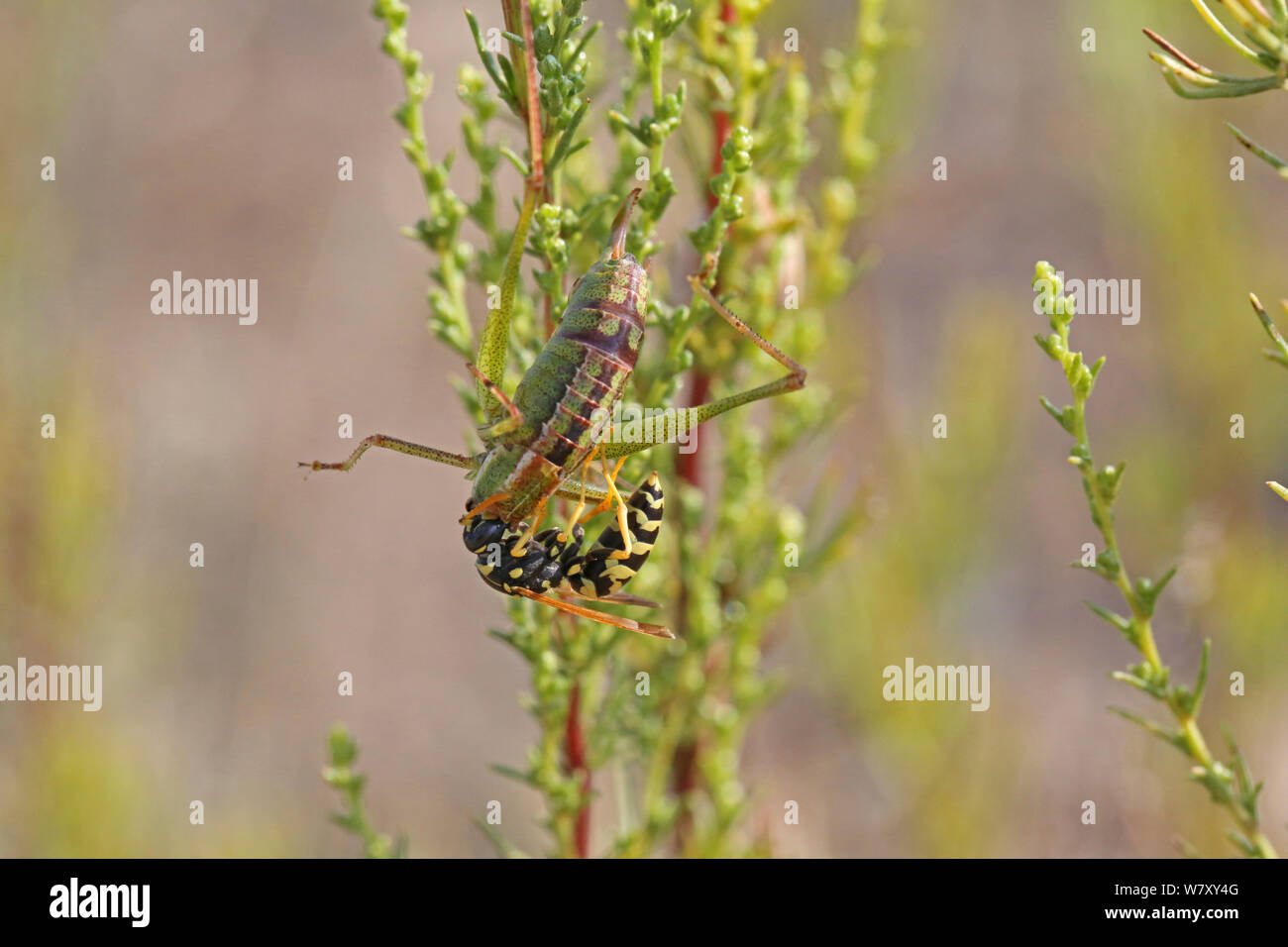 Paper wasp (Polistes dominula) worker predating Bush cricket (Tettigoniidae) Bulgaria, July. Stock Photo