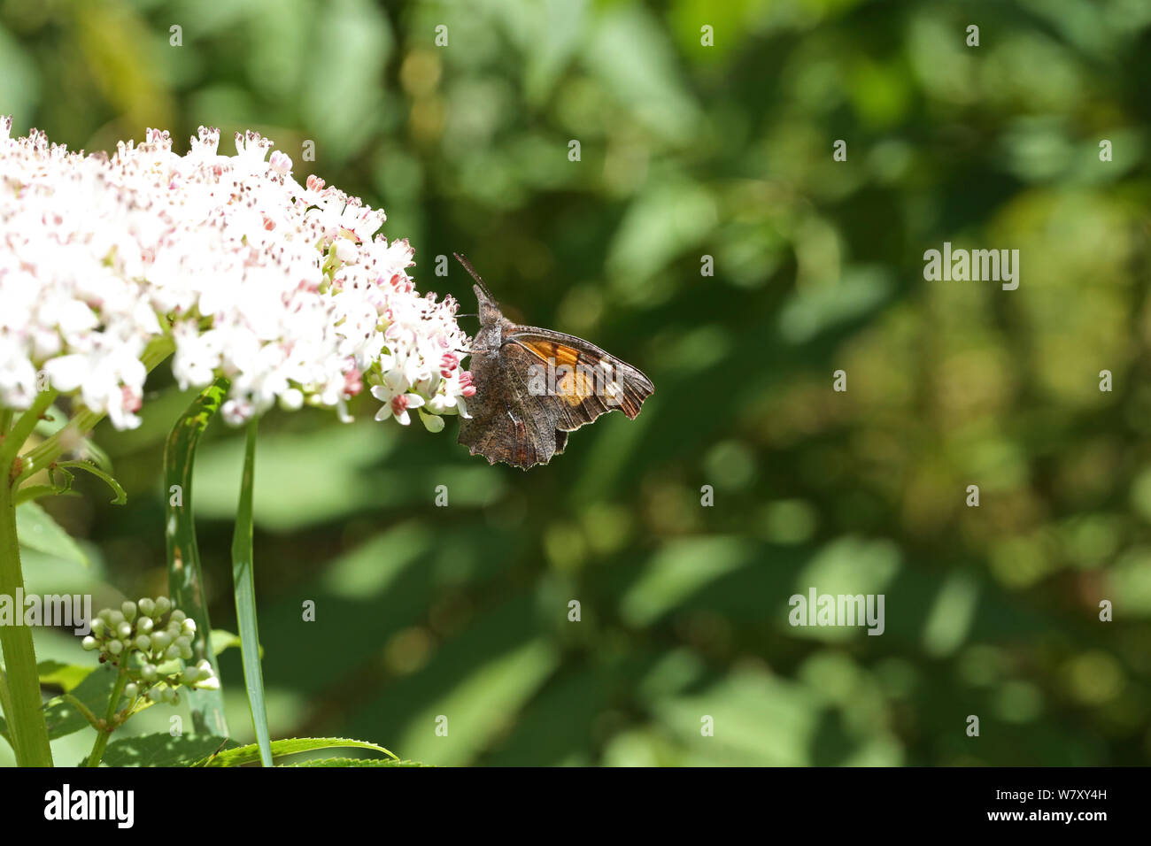 Nettle-tree butterfly (Libythea celtis) feeding on Dwarf elder (Sambucus ebulus) flowers, Bulgaria, July. Stock Photo