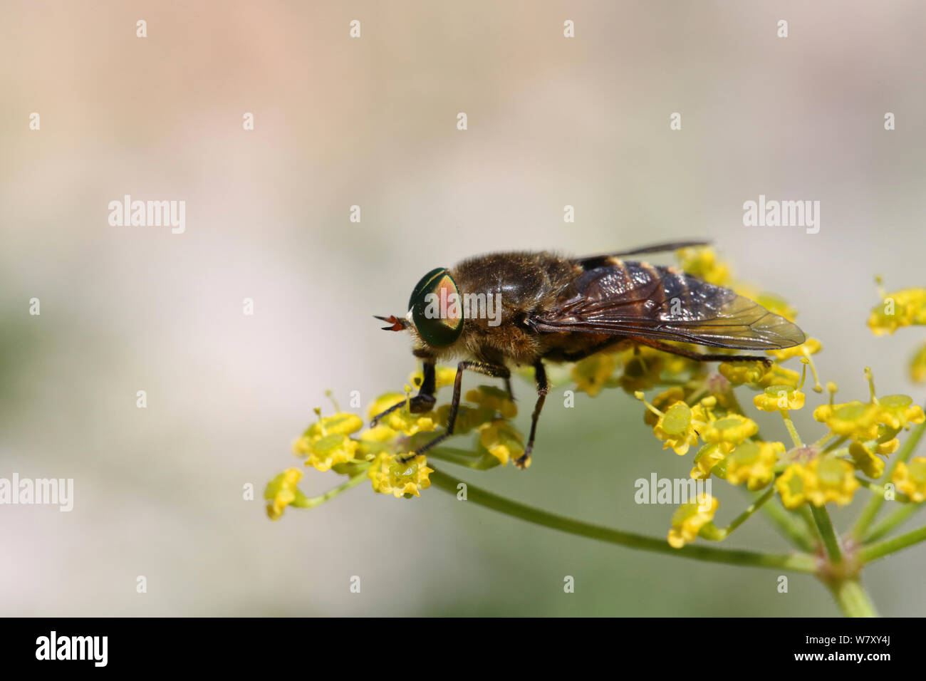 Horsefly (Philipomyia aprica) male feeding on flowers (Umbelliferae) Bulgaria, July. Stock Photo