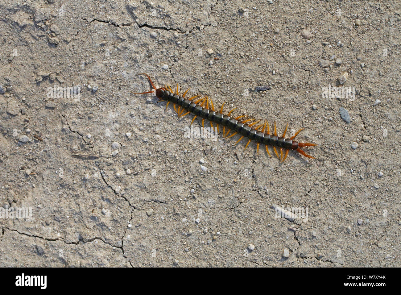 Giant centipede (Chilopoda) Bulgaria, July. Stock Photo