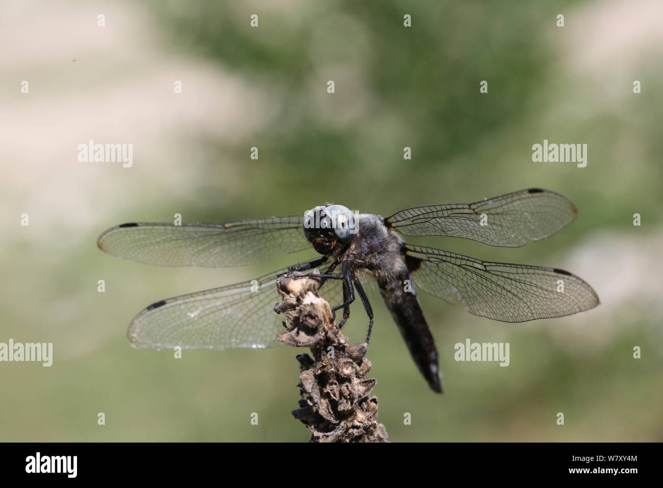 Scarce chaser dragonfly (Libellula fulva) Bulgaria, July. Stock Photo